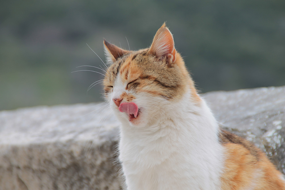 Lily Poisoning in Cats